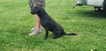 SHR  Windy Acres Lil Bone And Bella WC | Black Labrador Retriver