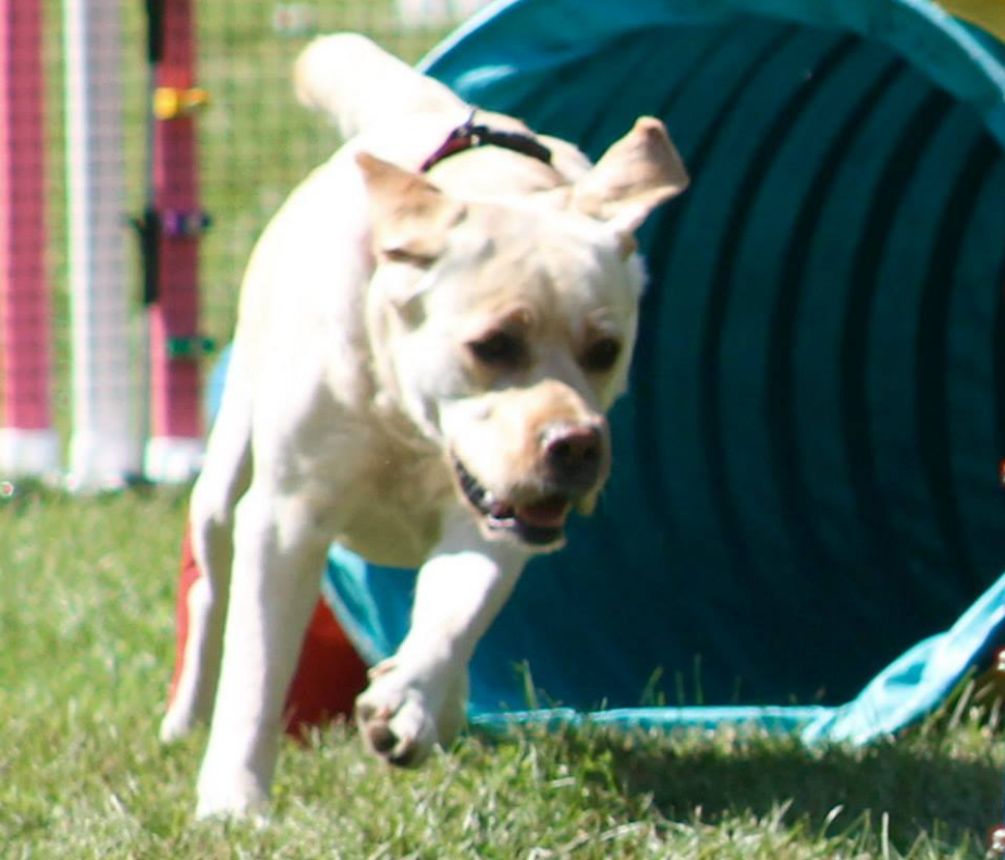 Koi Pond's Perils Of Penelope Pitstop | Yellow Labrador Retriver