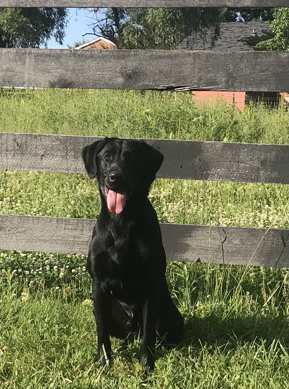 HRCH UH How Do Ya Like Me Now | Black Labrador Retriver