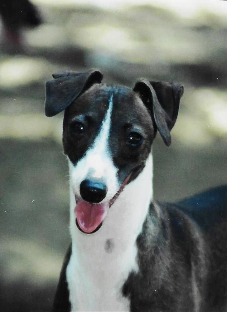 Whisperun Minuteman | Italian Greyhound 