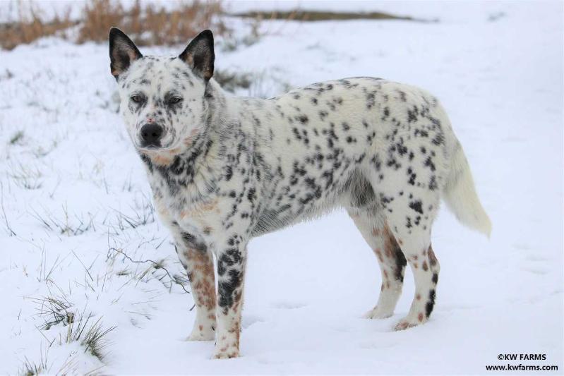 SleepyHollows Blevins Buckle | Australian Cattle Dog 