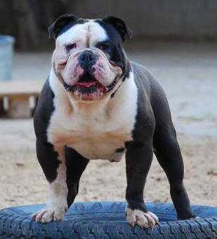 Pacific Blue's Ali of Heavy Hitters | Olde English Bulldogge 