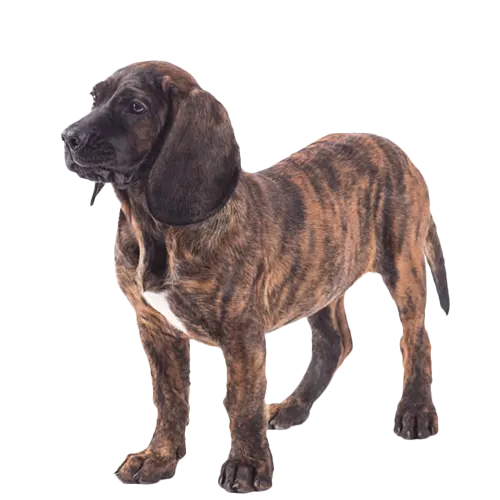 Bavarian Mountain Scent Hound