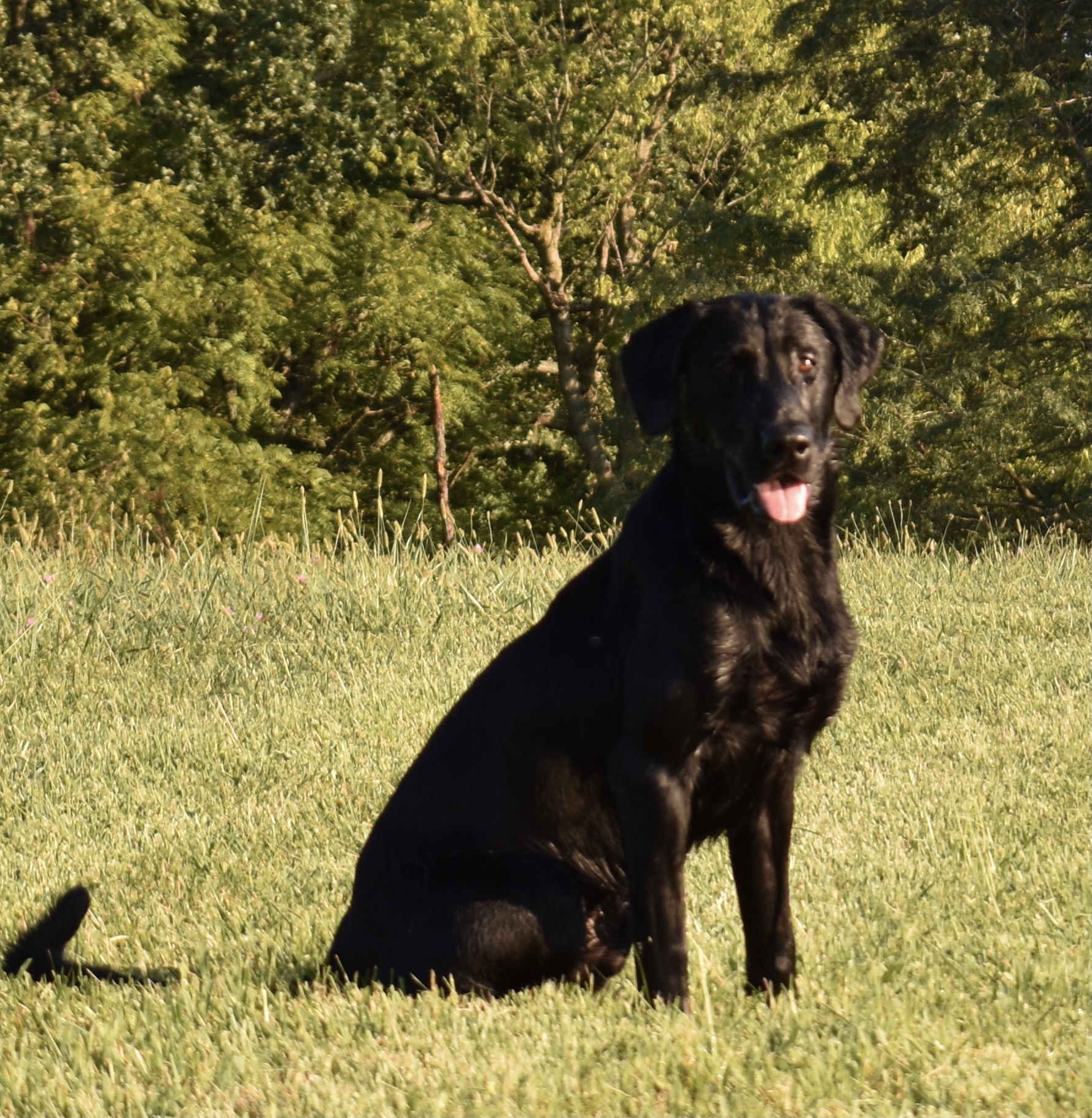 HRCH UH How Do Ya Like Me Now | Black Labrador Retriver