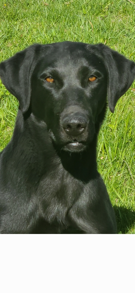 Dbl J's Stone Cold Blu | Black Labrador Retriver