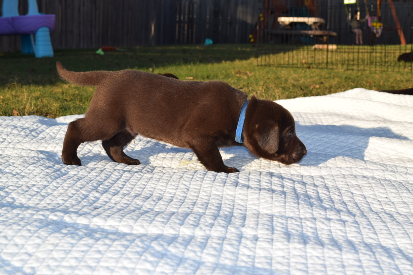 Ms Remington Taylor | Chocolate Labrador Retriver