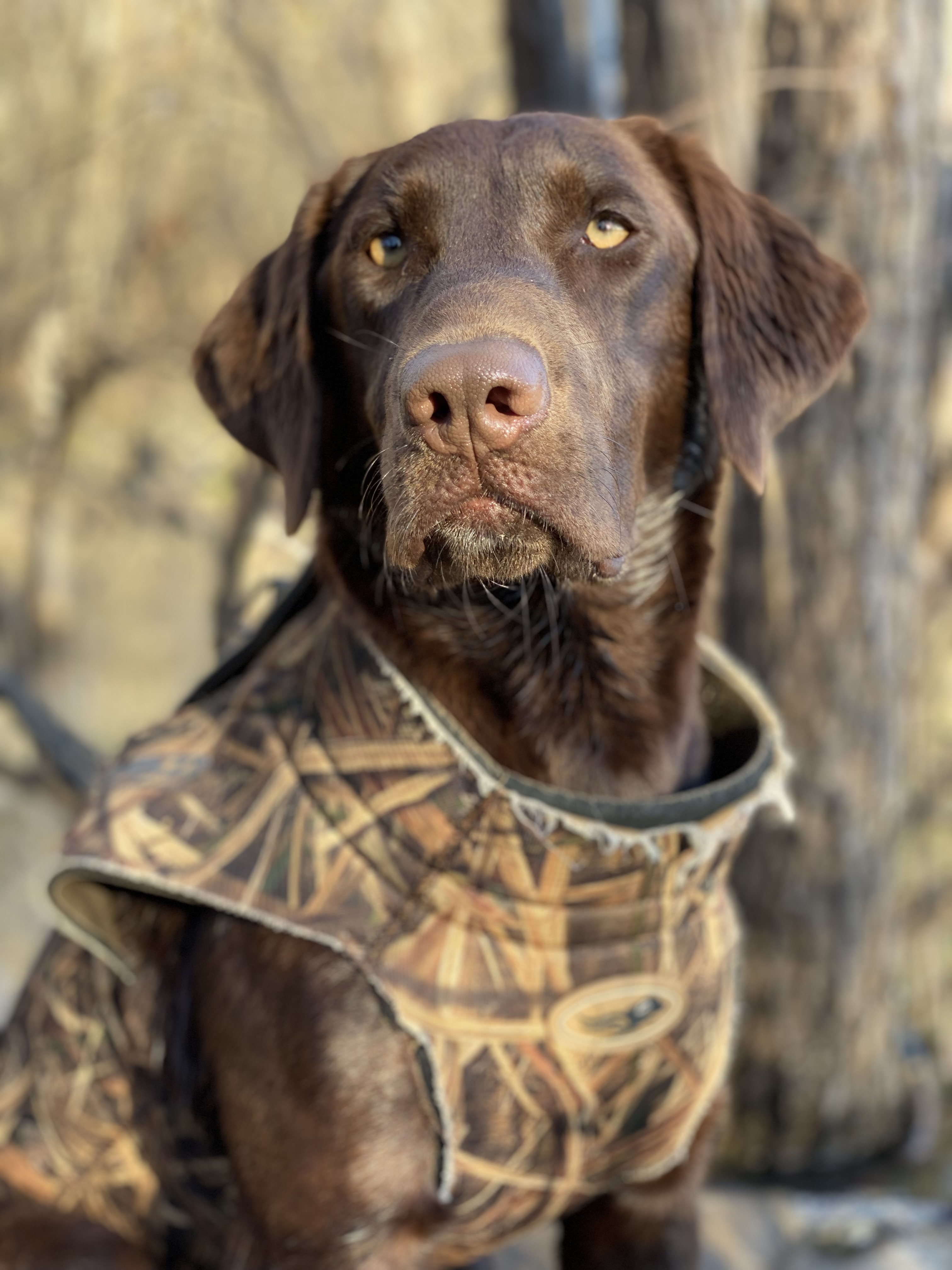 Ms Remington Taylor | Chocolate Labrador Retriver