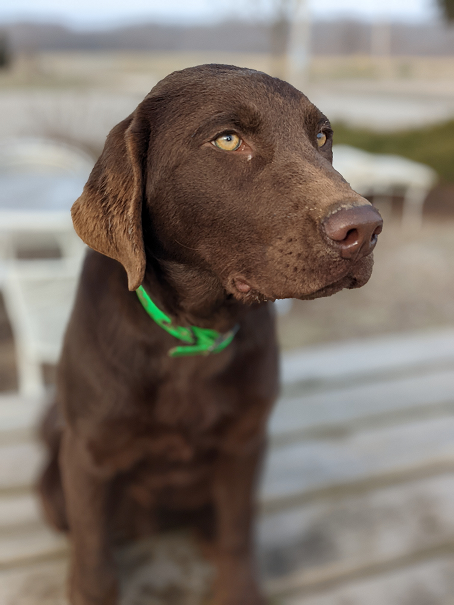 Four River's Brazil of Simba | Chocolate Labrador Retriver