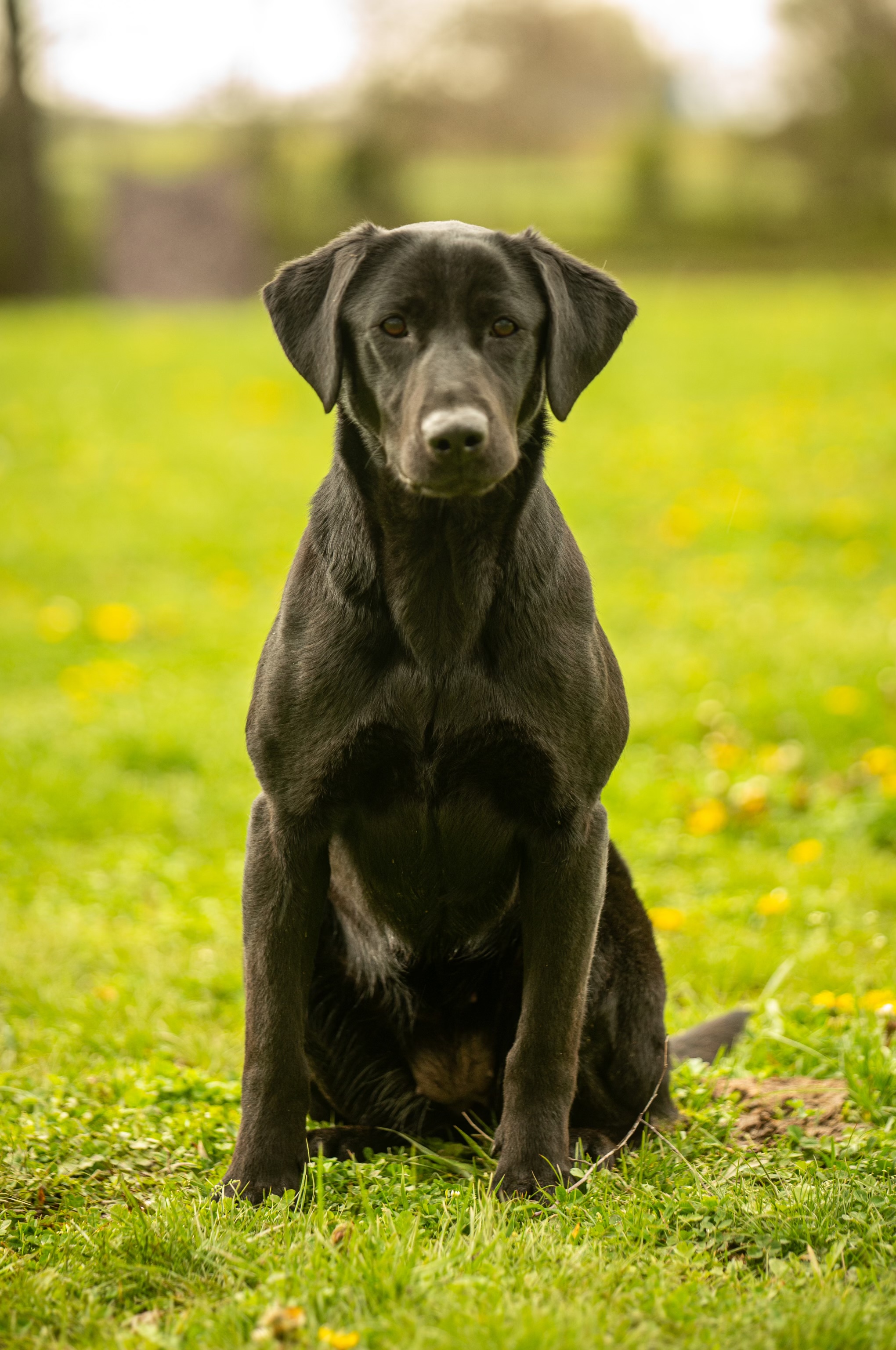 SHR PGD’s Once In A Blue Moon | Black Labrador Retriver