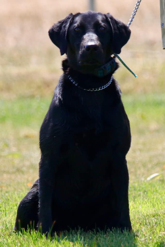 Long Hollow's Hydro Power | Black Labrador Retriver