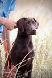 Long Hollow's Peter Piper | Chocolate Labrador Retriver