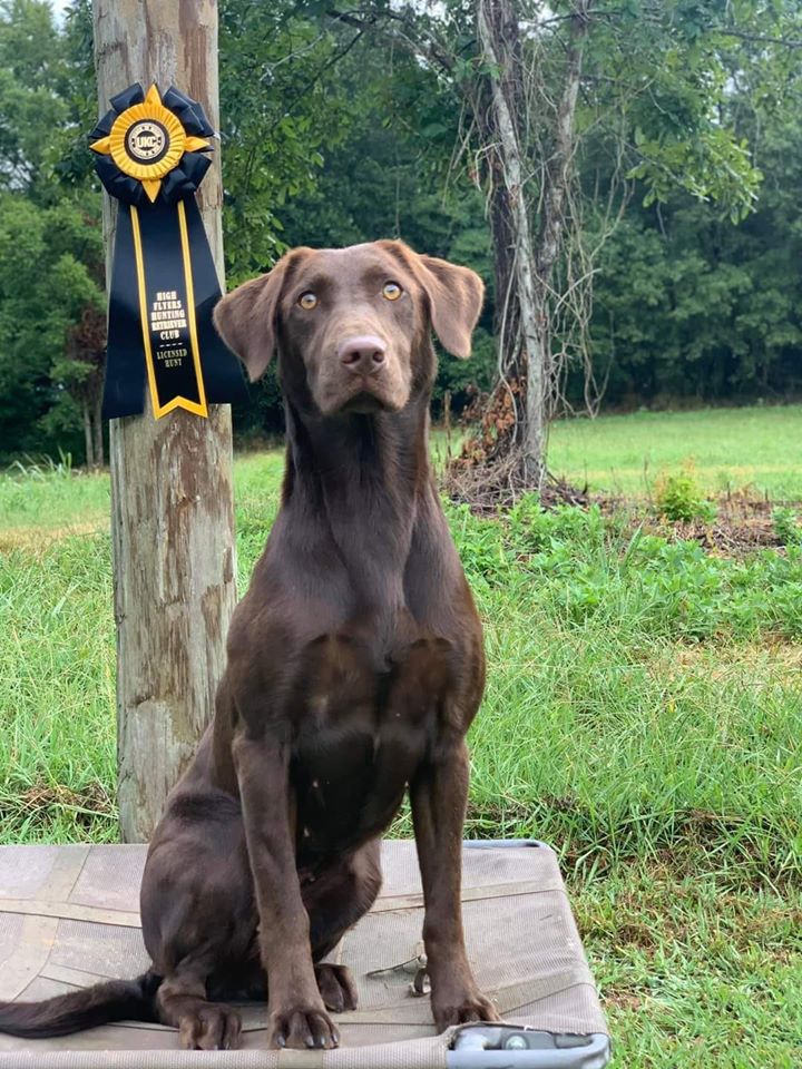 HRCH Aimpowers Ammo's Ace High Widow | Chocolate Labrador Retriver