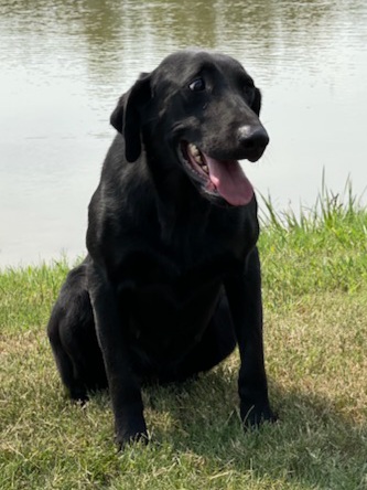 Crossing Jordan | Black Labrador Retriver