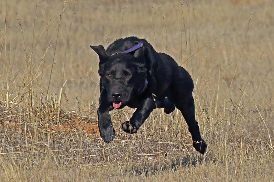 She’s A Contender | Black Labrador Retriver