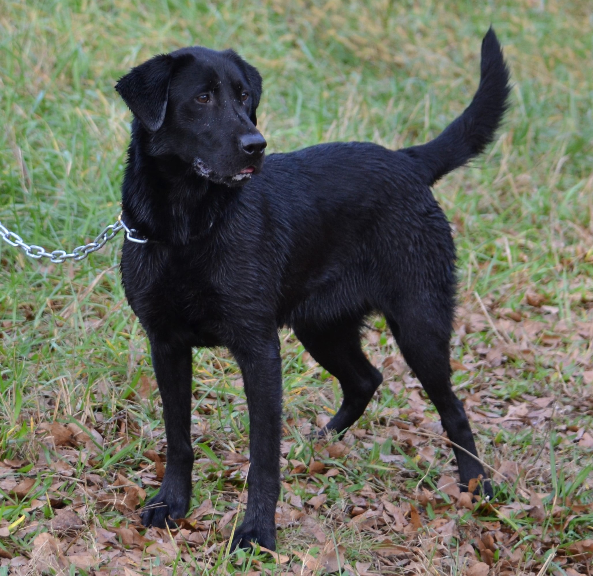 Dare To Pay The Piper | Black Labrador Retriver