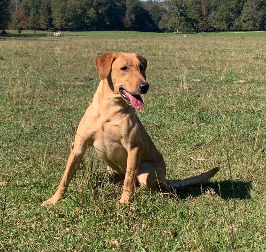 Big League Bonnie | Yellow Labrador Retriver