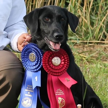 Baypoints Secret Code | Black Labrador Retriver