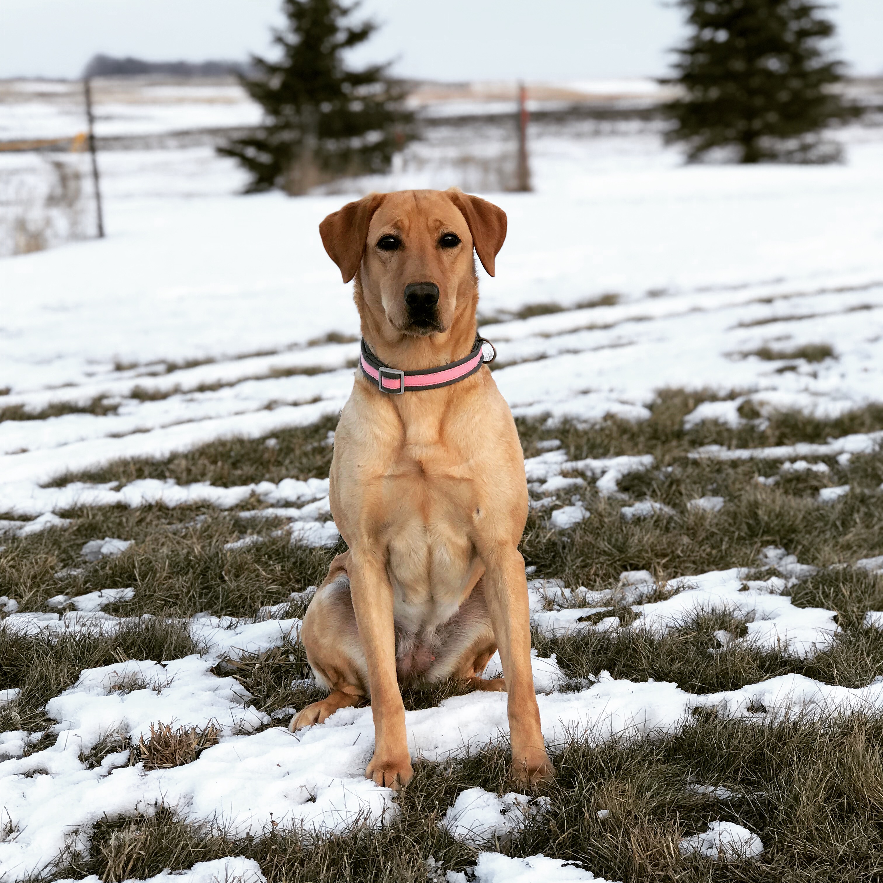 Drk’s Hidden Gem | Yellow Labrador Retriver