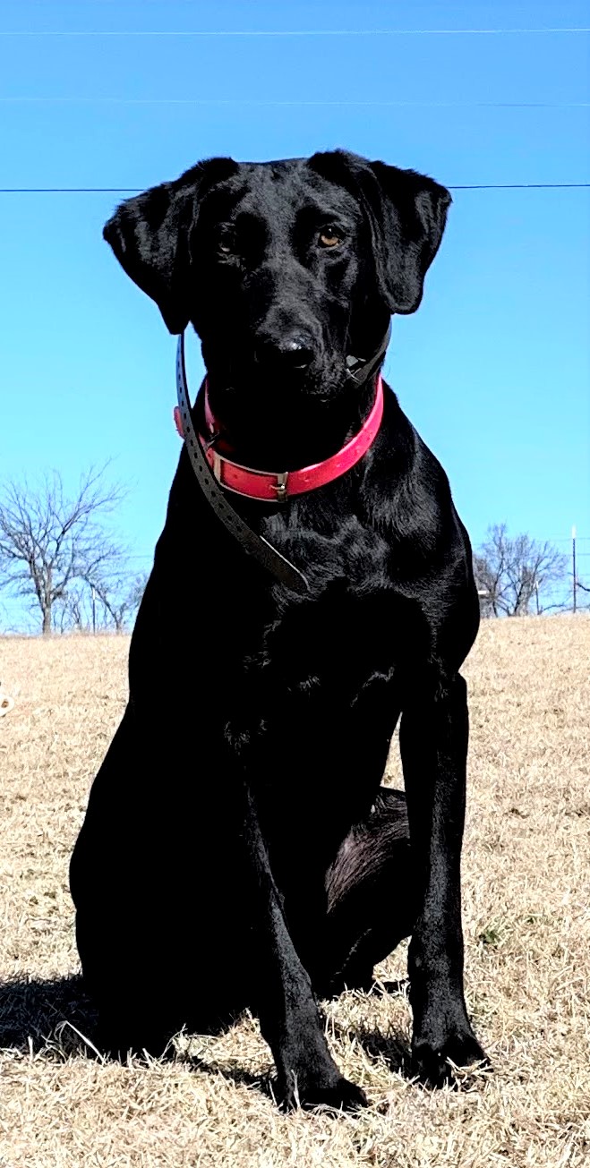 Cold Creek's Girl On Fire | Black Labrador Retriver