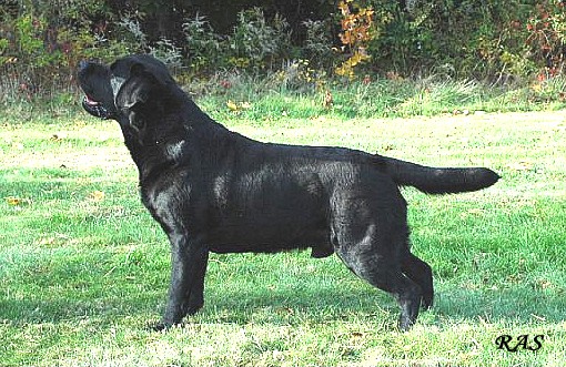 CH  Nycoma Way Moonshadows Memory BISS | Black Labrador Retriver