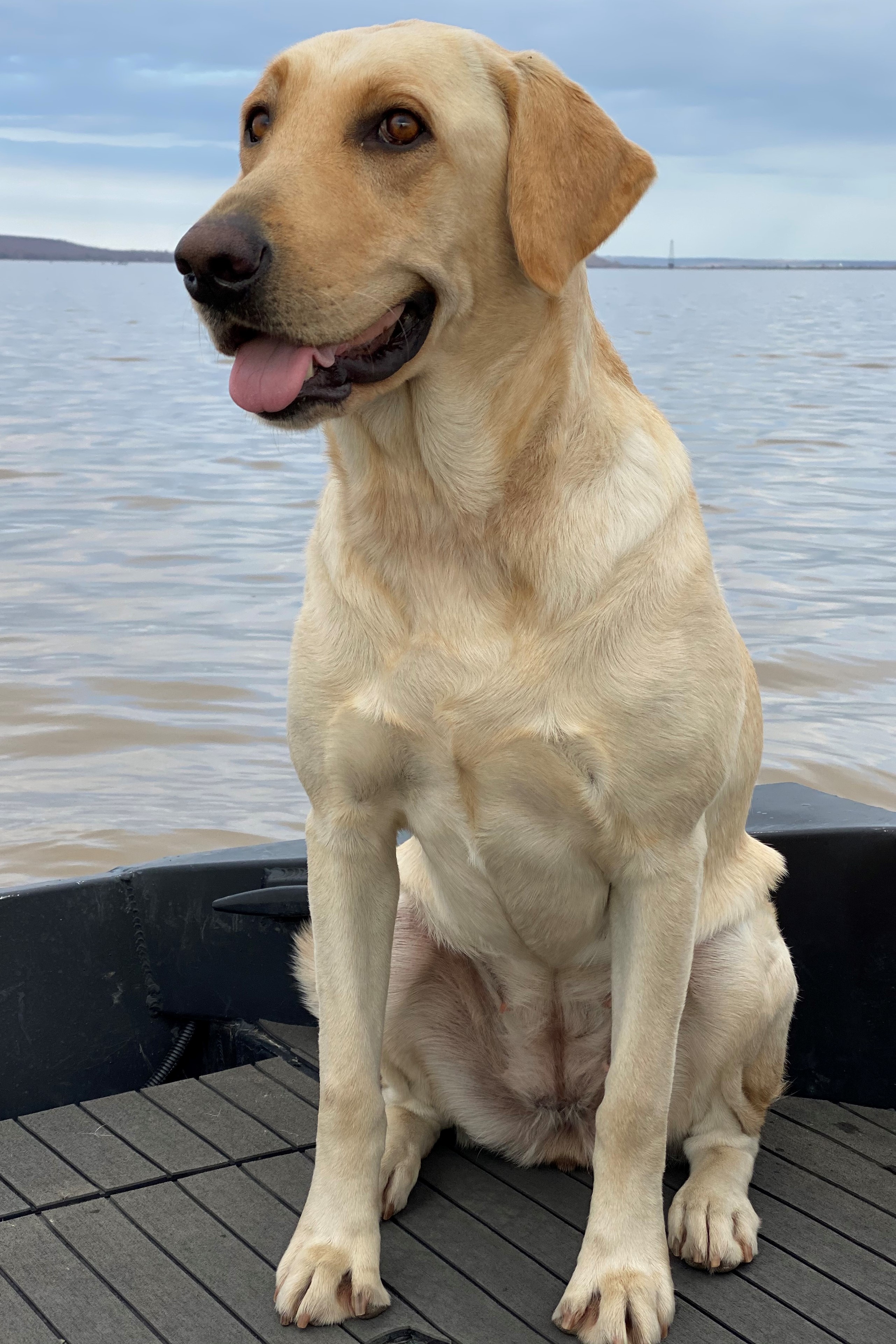 COBY'S LUCKY TEAL | Yellow Labrador Retriver