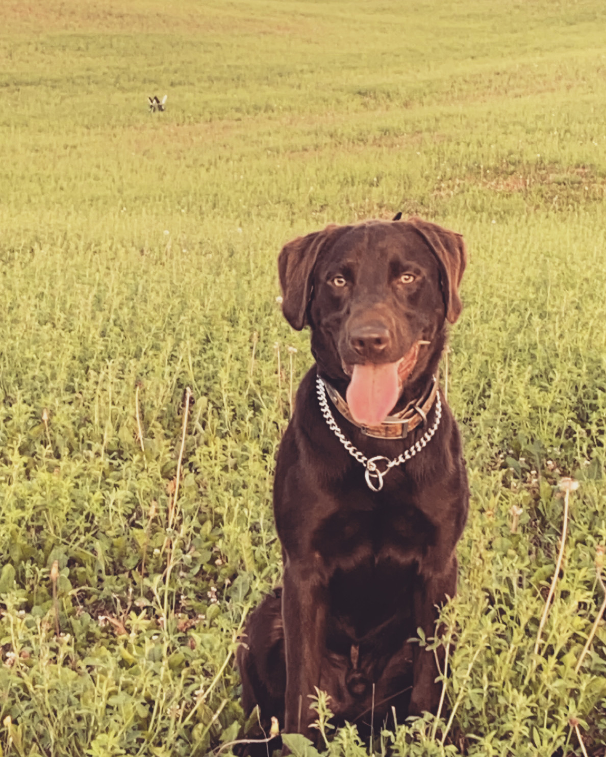 Hidden Hickory By The Falls | Chocolate Labrador Retriver