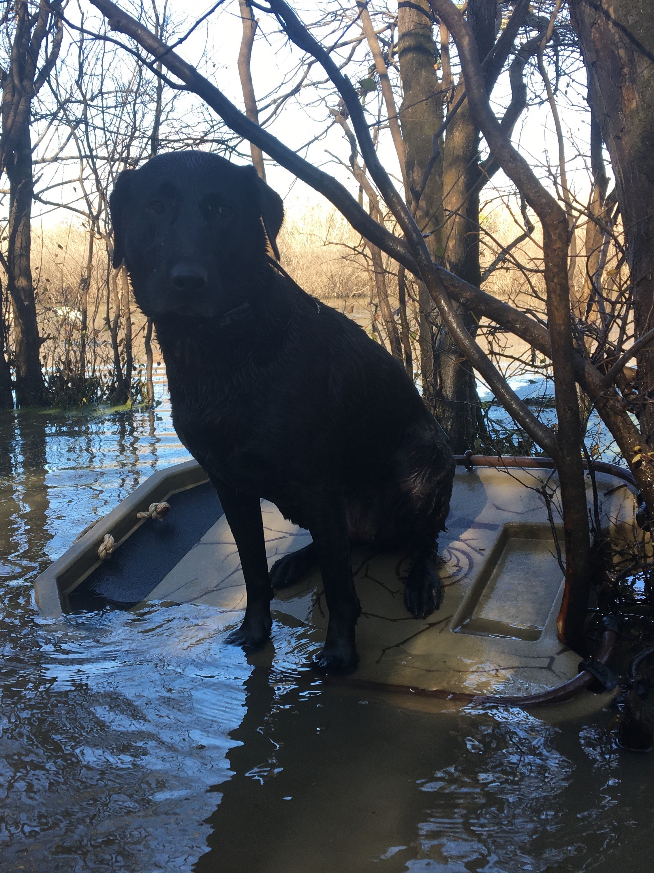 Timber Toppin' Susie | Black Labrador Retriver