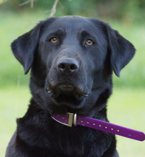 Phynlee Ann Johnson | Black Labrador Retriver