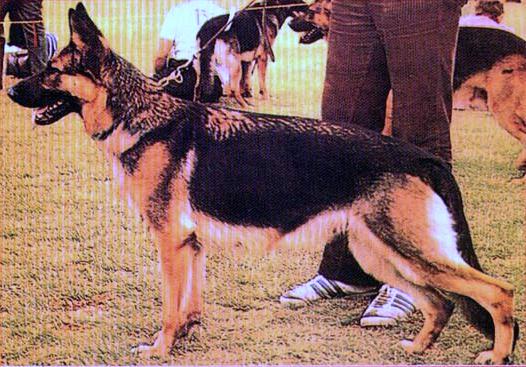 Celly von der Wienerau | German Shepherd Dog 