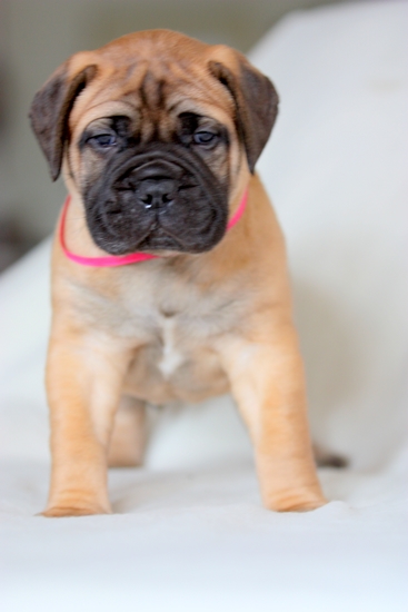 Sasha Of Argos G&amp;C | Bullmastiff 