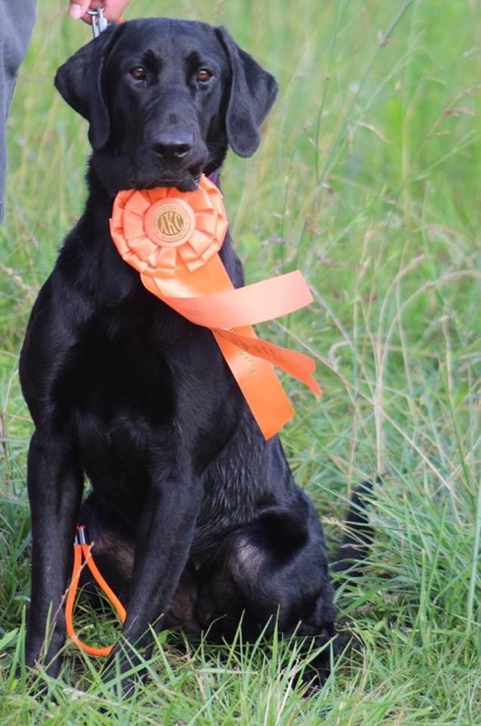 Tlc's Livin In Heaven With My Dixieland Delight JH | Black Labrador Retriver