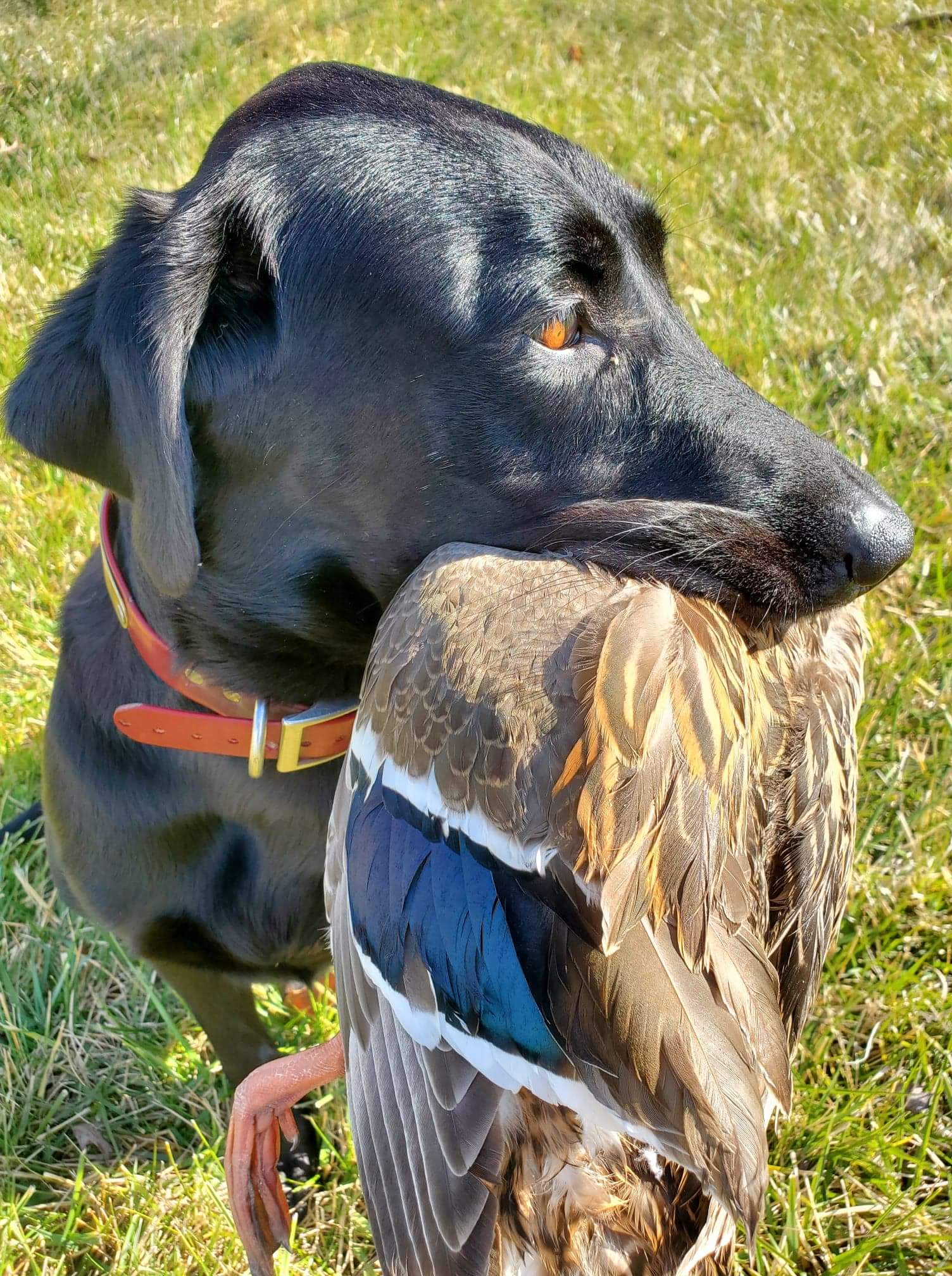 Cherokee Farms Delta Dawn | Black Labrador Retriver