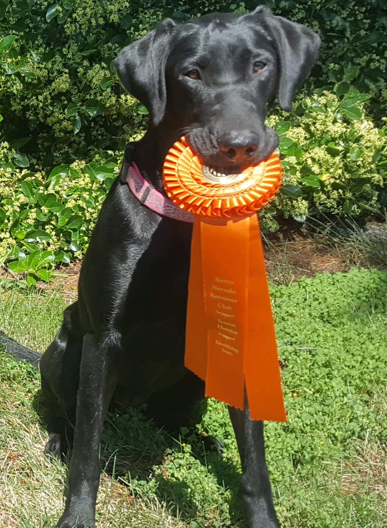 River Valley's Pond Surfer | Black Labrador Retriver