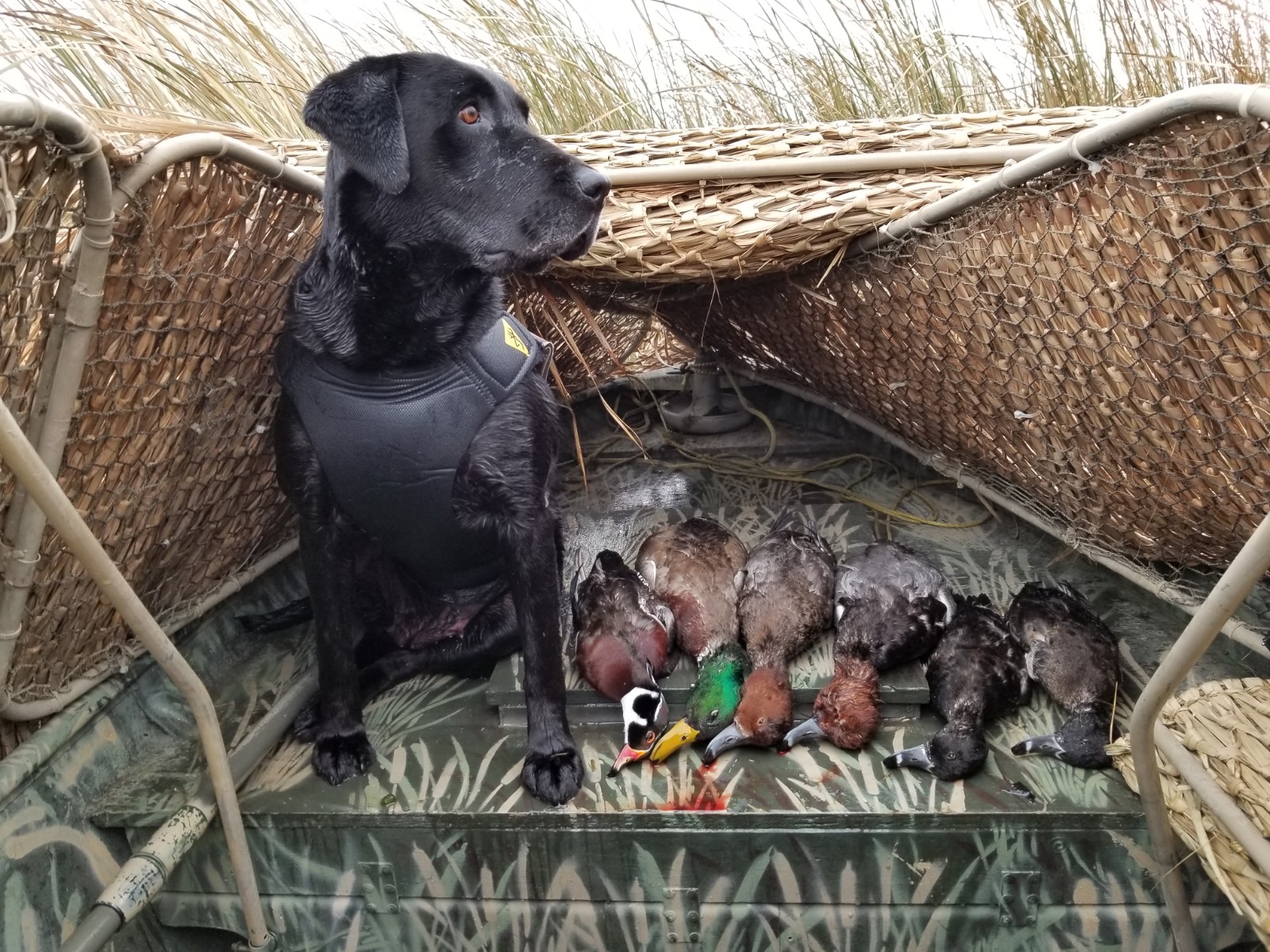 HRCH Big Spirit’s Crazy Cricket | Black Labrador Retriver