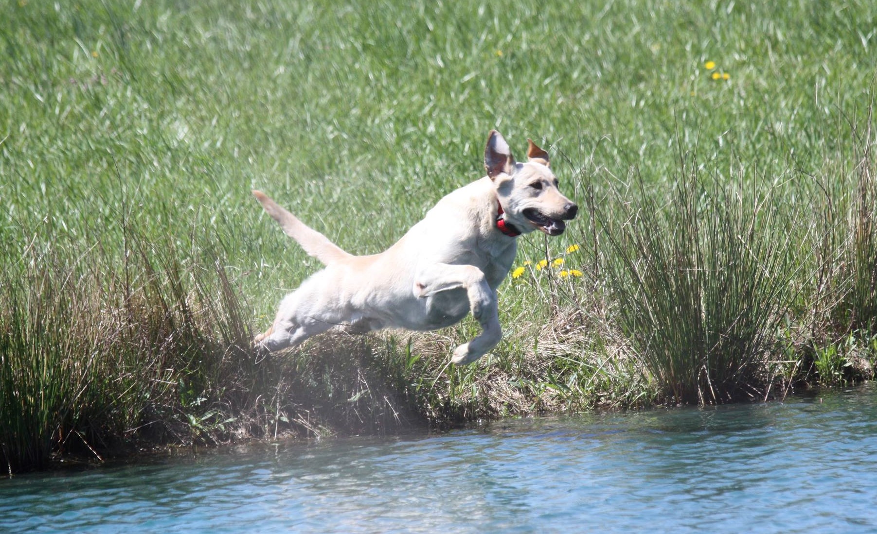 Stillwater's Lonesome Dove | Yellow Labrador Retriver