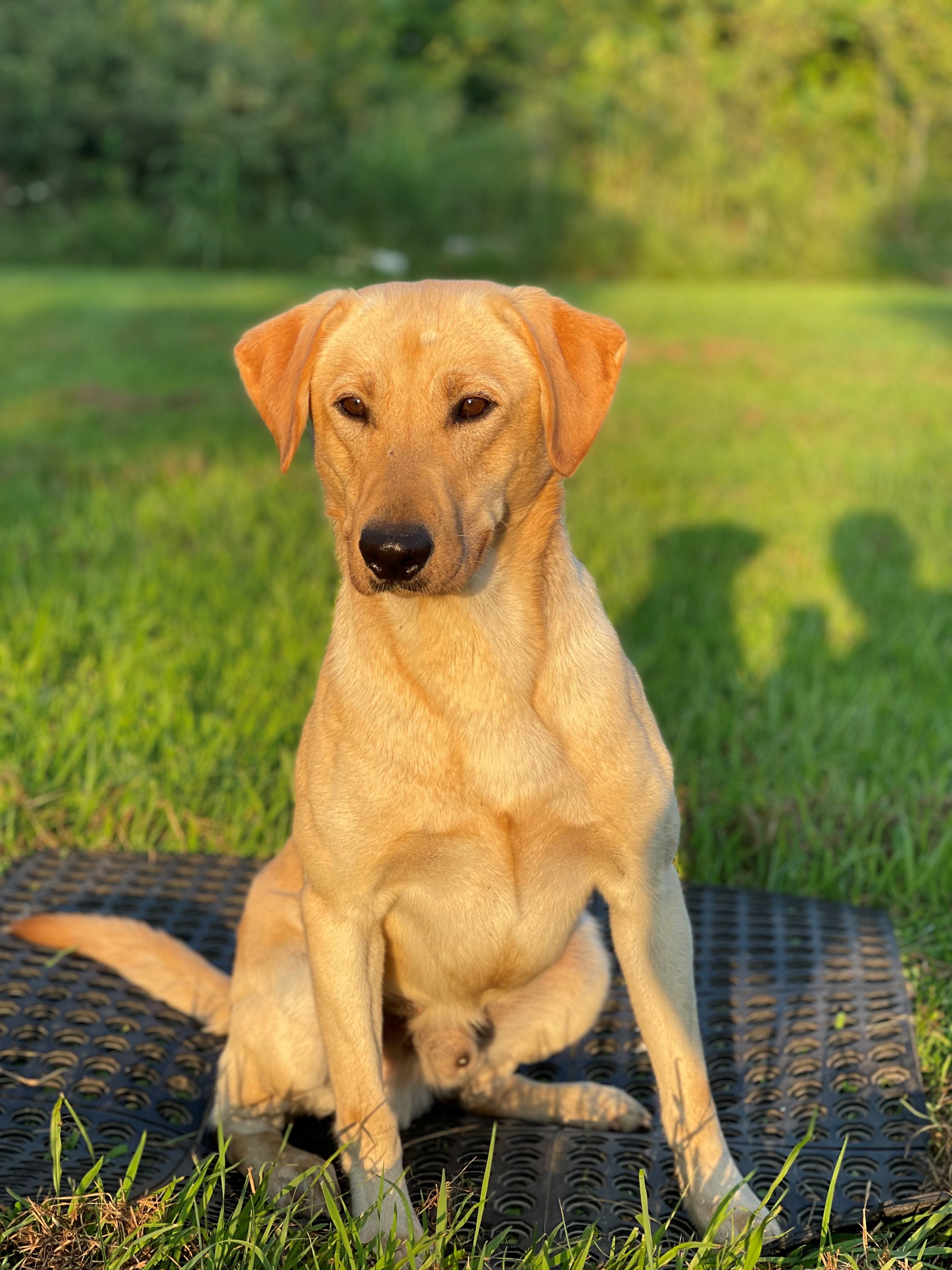 HR Centralksflyway Boomer | Yellow Labrador Retriver