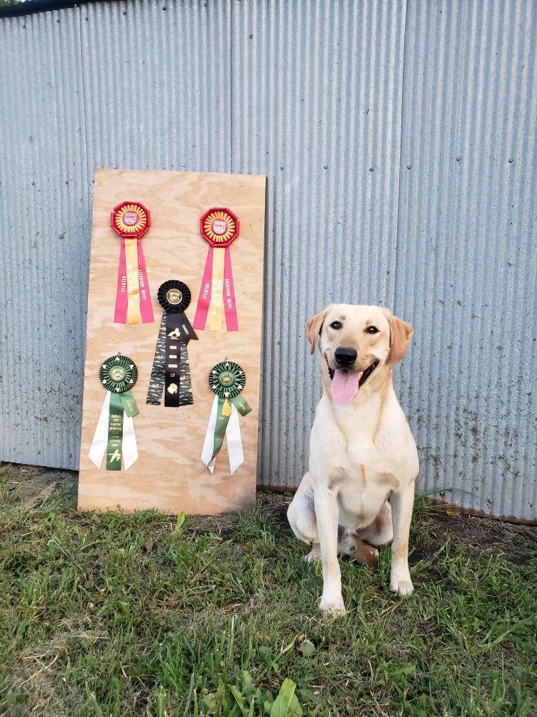 HR Centralksflyway Boomer | Yellow Labrador Retriver