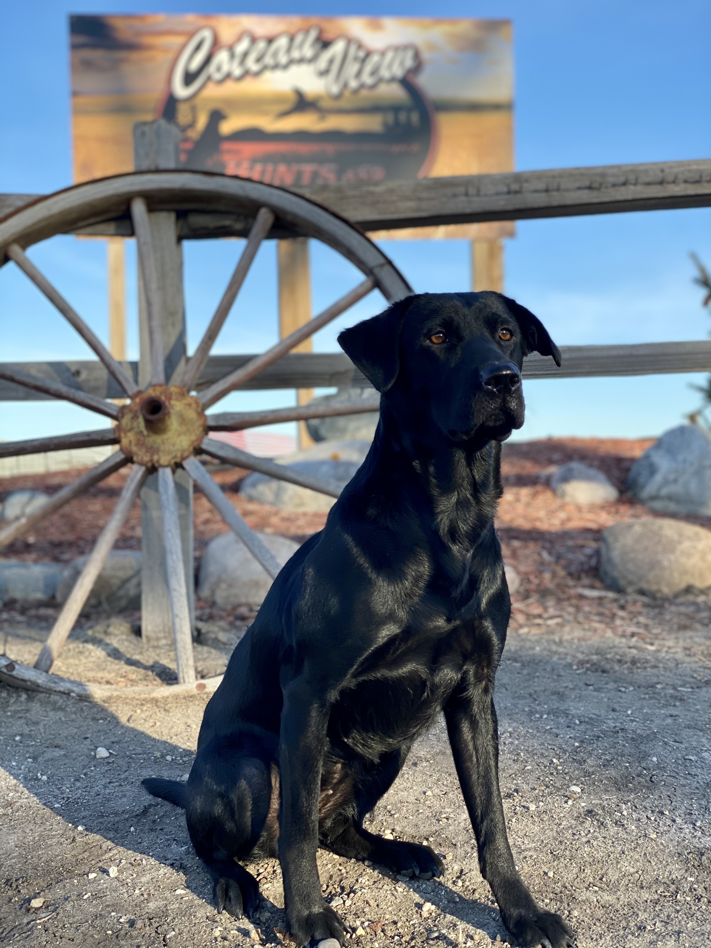 CPR Skylers Delta Dawn Fly | Black Labrador Retriver