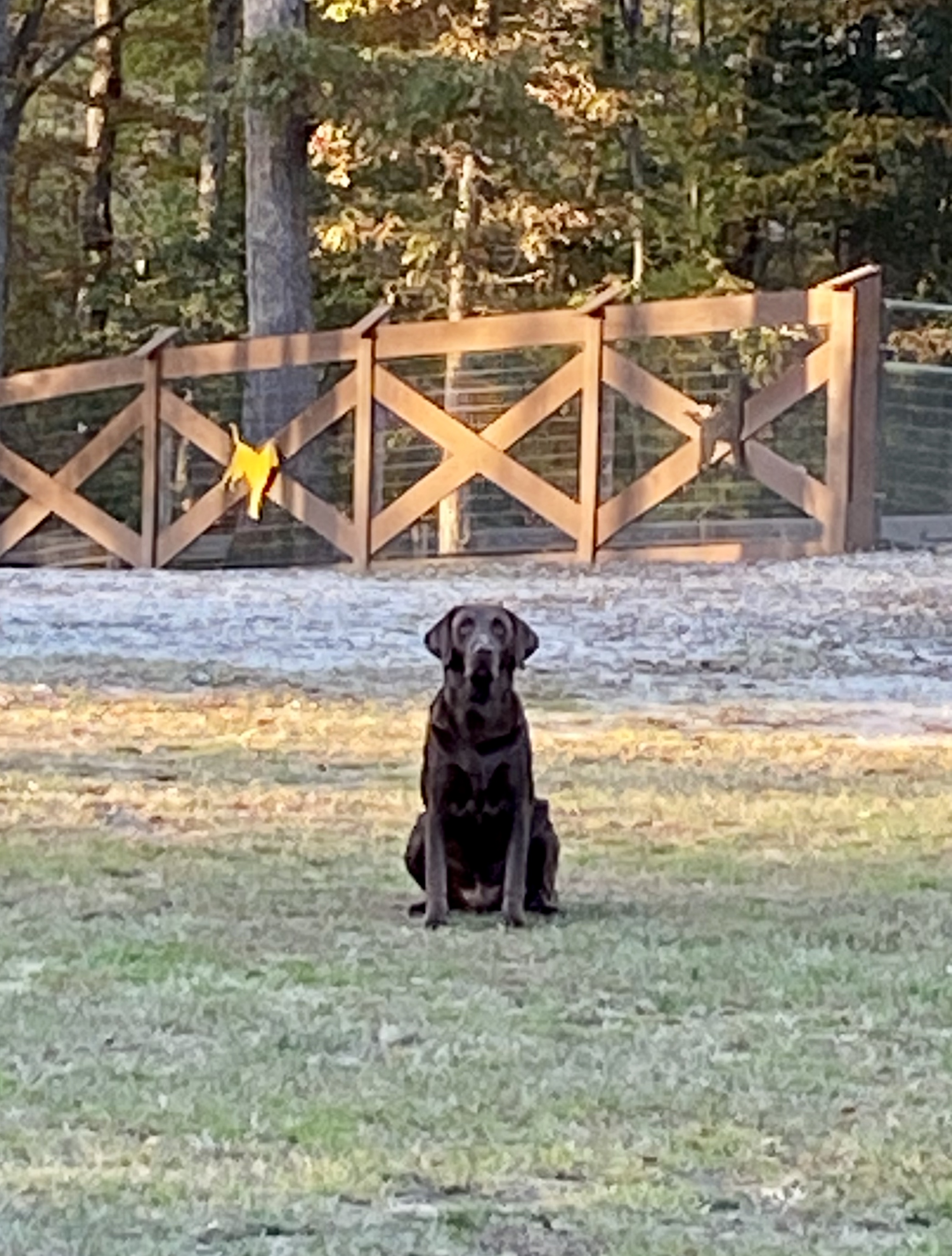 Laurel’s Pride Hershey Bear | Chocolate Labrador Retriver