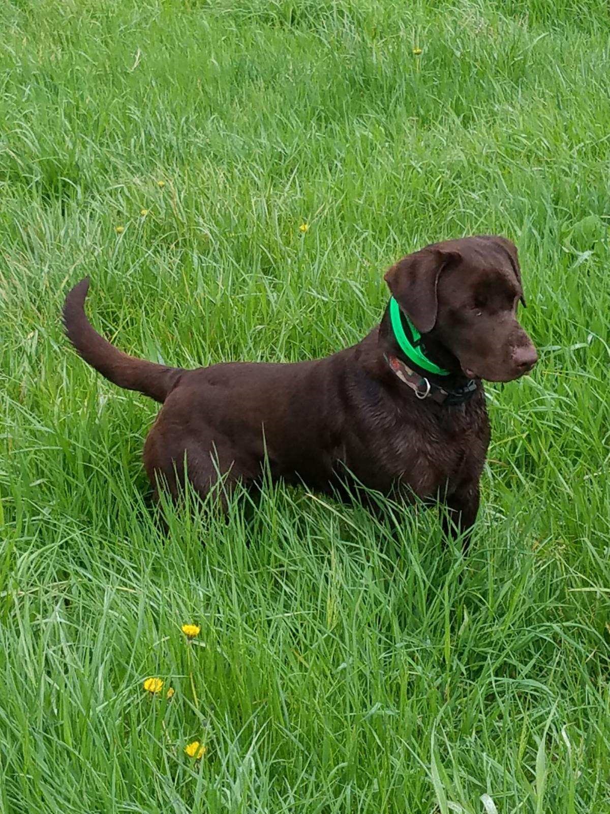 APR HR RR Yogis Gold Glove | Chocolate Labrador Retriver