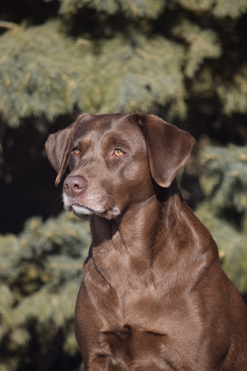 4xGMPR High Caliber's American Dog SH | Chocolate Labrador Retriver