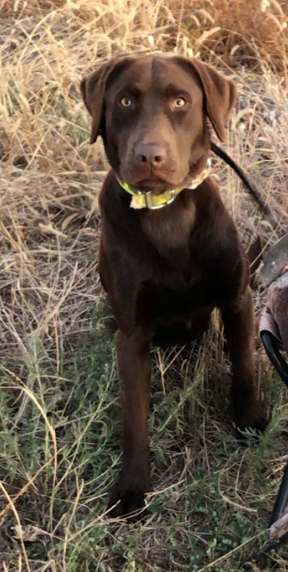 SHR Red Oak's Southern Delta | Chocolate Labrador Retriver