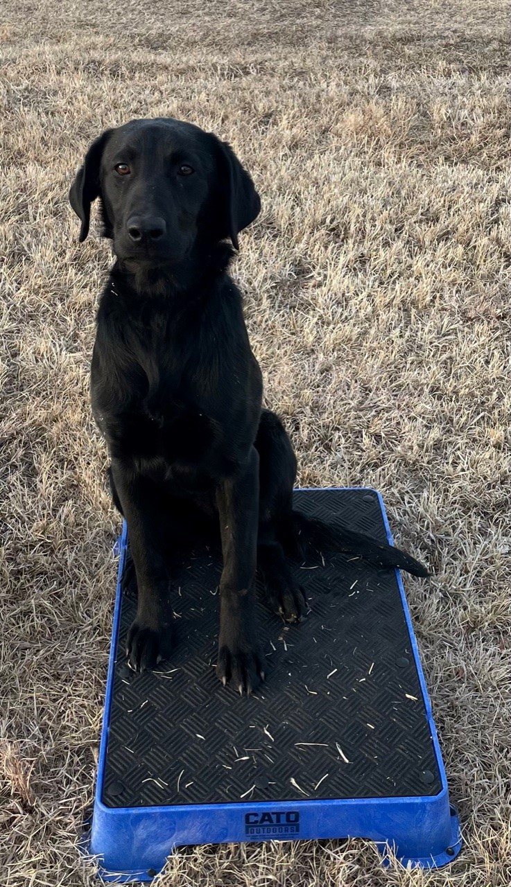 SHR Central Ks Flyway Sadie | Black Labrador Retriver