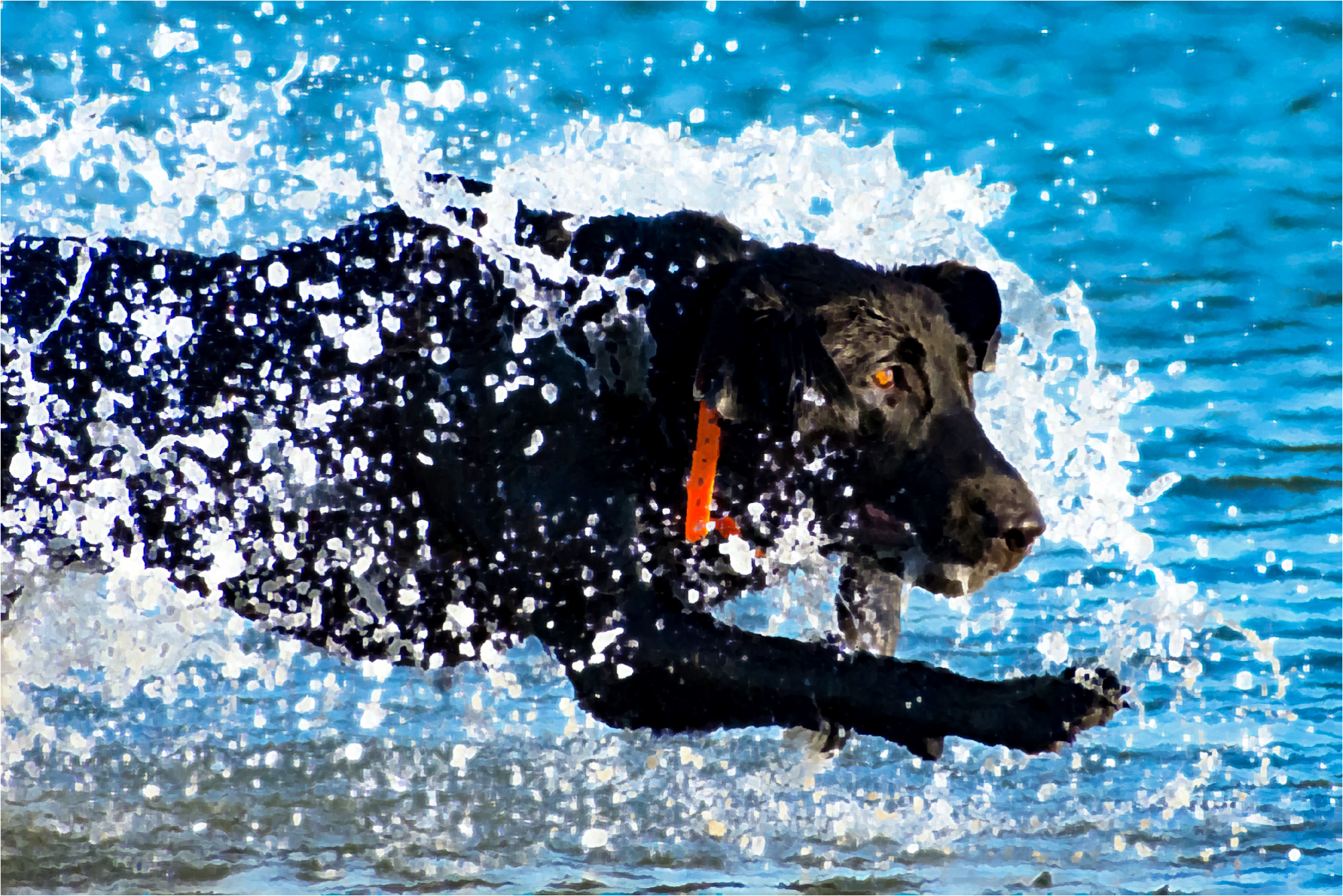 Nomad’s Southern Brother | Black Labrador Retriver