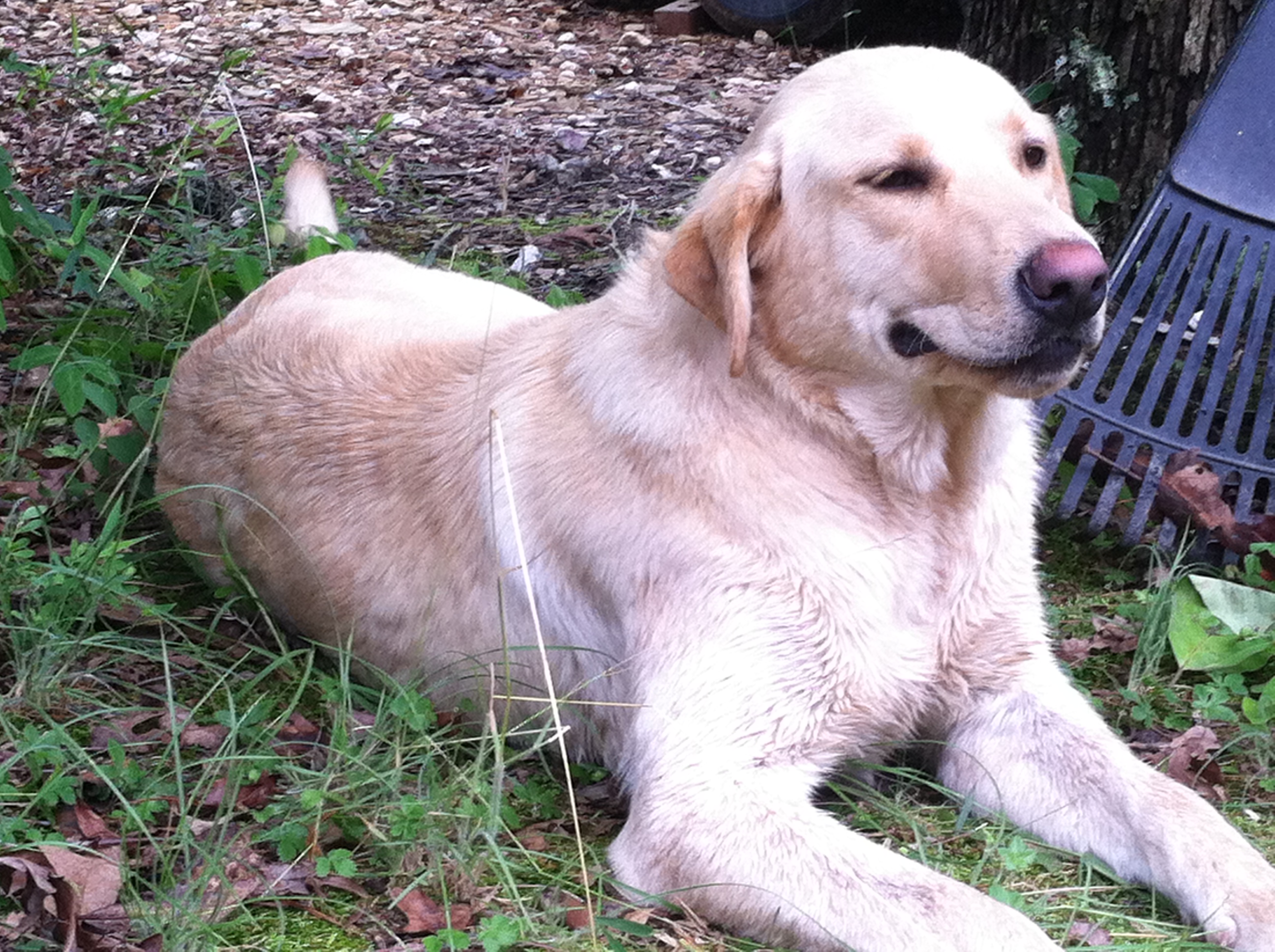 Jack Boy Whitaker | Yellow Labrador Retriver