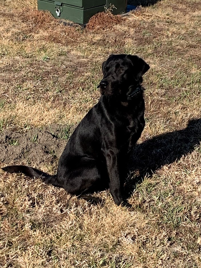 HR Tlc's Banks Of The Missouri River | Black Labrador Retriver