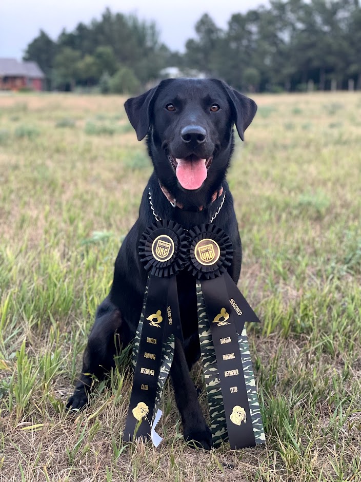 HR Tlc's Banks Of The Missouri River | Black Labrador Retriver