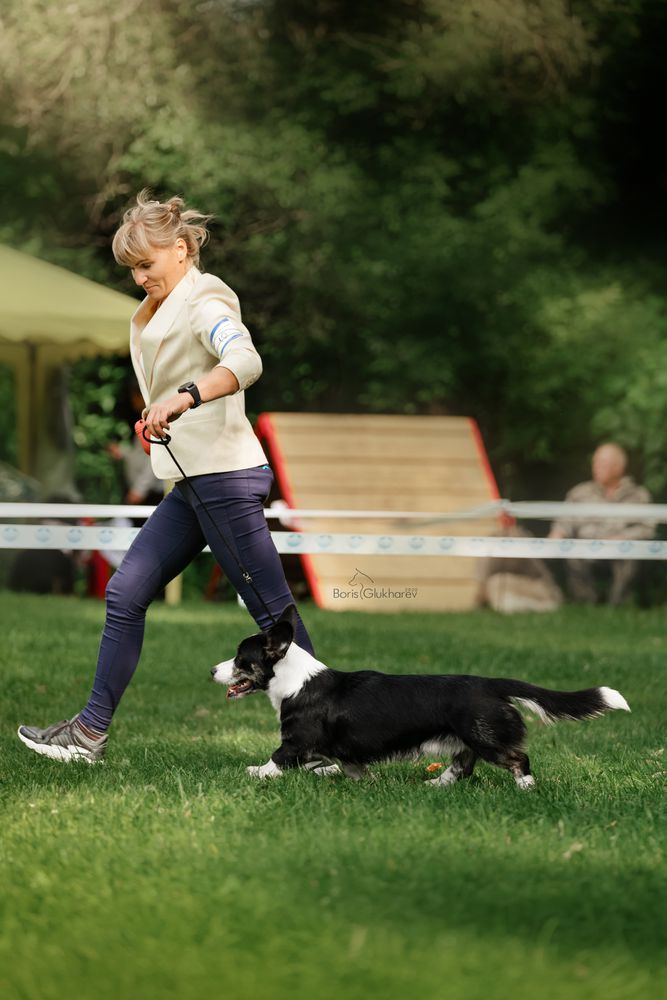 MAKSHERRI GENIAL | Cardigan Welsh Corgi 