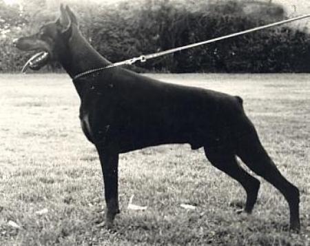 Festus v.'t Smeulveen | Black Doberman Pinscher