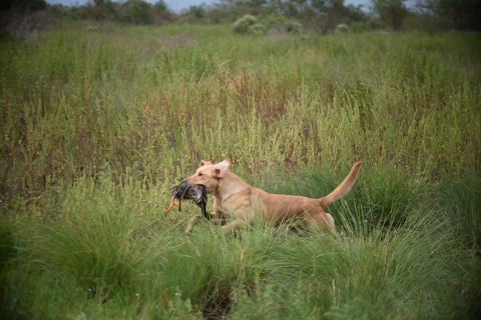 HRCH Bopco’s Little Red Wagon SH | Yellow Labrador Retriver